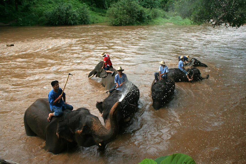 Besuch des Elefantencamp Maetaman
Morgens wird mit den Mahout gebadet, danach..
Schlüsselwörter: Thailand