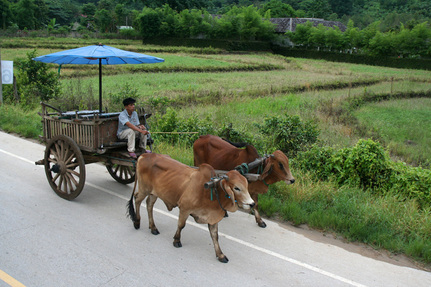 Unterwegs
kamen uns auch Ochsenkarren entgegen.
Schlüsselwörter: Thailand