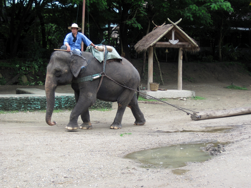 - Baumstämme schleppen.
Das Verbot des Holzfällen 1989 machte die Jumbos arbeitslos.
Heute tragen sie dafür die Touristen durch den Dschungel.
Schlüsselwörter: Thailand