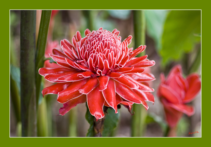 Torch Ginger
Der Fackelingwer (Etlingera elatior),torch-giger,wax-ginger stammt ursprünglich aus den Regenwäldern in Malaysia
und gehört zur Familie der Ingwergewächse (Zingiberaceae).
Schlüsselwörter: Torch Ginger            Blume                   Thailand