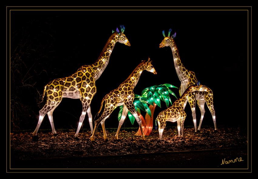 Giraffen-Steppe
China Light Festival Kölner Zoo 2019
Schlüsselwörter: China Light Festival