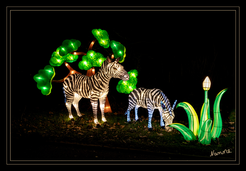 Zebrasteppe
China Light Festival Kölner Zoo 2019
Schlüsselwörter: China Light Festival