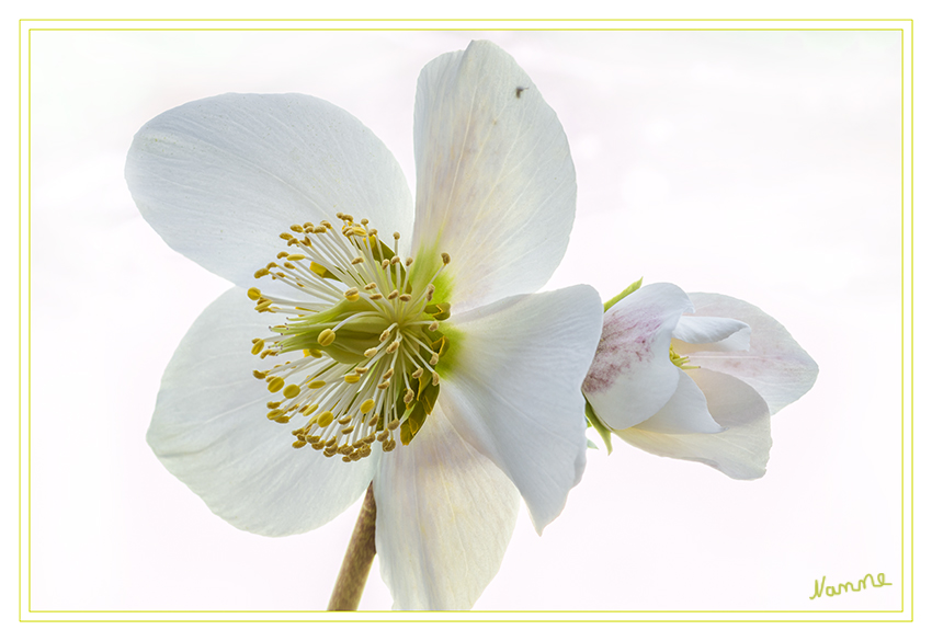 Christrose
Die Schneerose, auch Christrose oder Weihnachtsrose genannt, ist aufgrund ihrer frühen Blüte und ihrer auffälligen weißen Blüten schon im 16. Jahrhundert in den mitteleuropäischen Gärten zu finden. Conrad Gesner beschrieb 1561 eine rosablütige Form. Die frühe Einführung ist auch darauf zurückzuführen, dass diese Pflanze in der Pflanzenheilkunde genutzt wurde.
laut Wikipedia 
Schlüsselwörter: Christrose, weiß, Weihnachtsrose, Schneerose