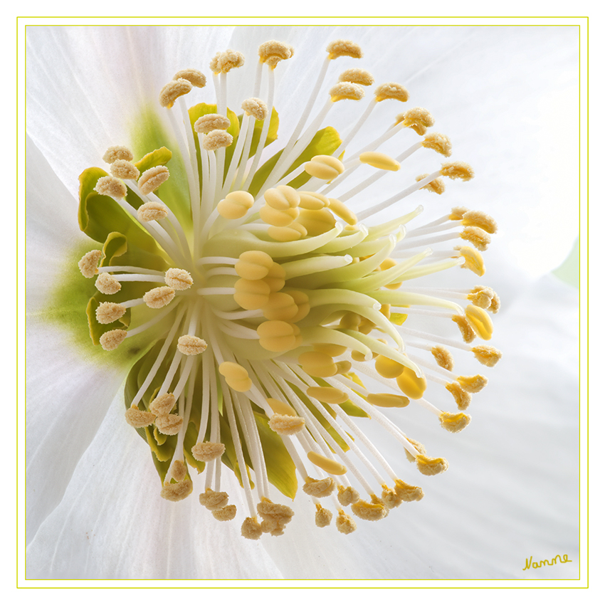 Nah heran
an das Innenleben meiner Christrose
Schlüsselwörter: Christrose