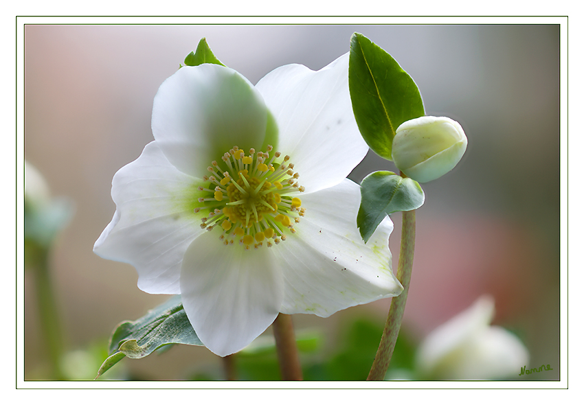 Die Schneerose, Christrose oder Weihnachtsrose ist eine Pflanzenart der Gattung Nieswurz in der Familie der Hahnenfußgewächse.
Schlüsselwörter: Christrose