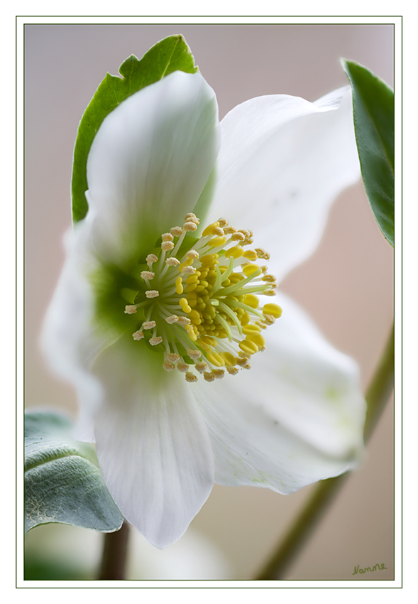 Christrose
Aufgrund der sehr frühen Blütezeit ist eine Bestäubung durch Insekten nicht immer gesichert. Die Schneerose gleicht diesen Nachteil dadurch aus, dass die Narben sehr lange befruchtbar bleiben und im ungünstigsten Fall auch den eigenen Pollen für eine Selbstbestäubung (Autogamie) aufnehmen können.
Schlüsselwörter: Christrose