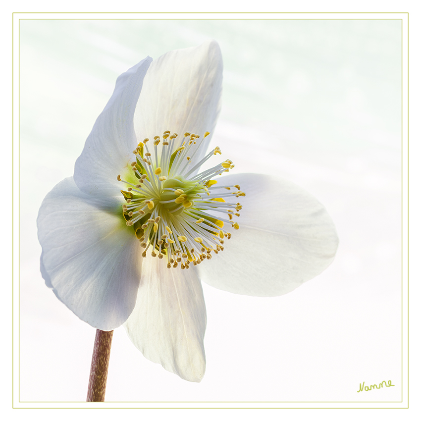 Christrose
Die Schneerose, auch Christrose oder Weihnachtsrose genannt, ist aufgrund ihrer frühen Blüte und ihrer auffälligen weißen Blüten schon im 16. Jahrhundert in den mitteleuropäischen Gärten zu finden. Conrad Gesner beschrieb 1561 eine rosablütige Form. Die frühe Einführung ist auch darauf zurückzuführen, dass diese Pflanze in der Pflanzenheilkunde genutzt wurde.
laut Wikipedia
Schlüsselwörter: Christrose, weiß, Weihnachtsrose, Schneerose