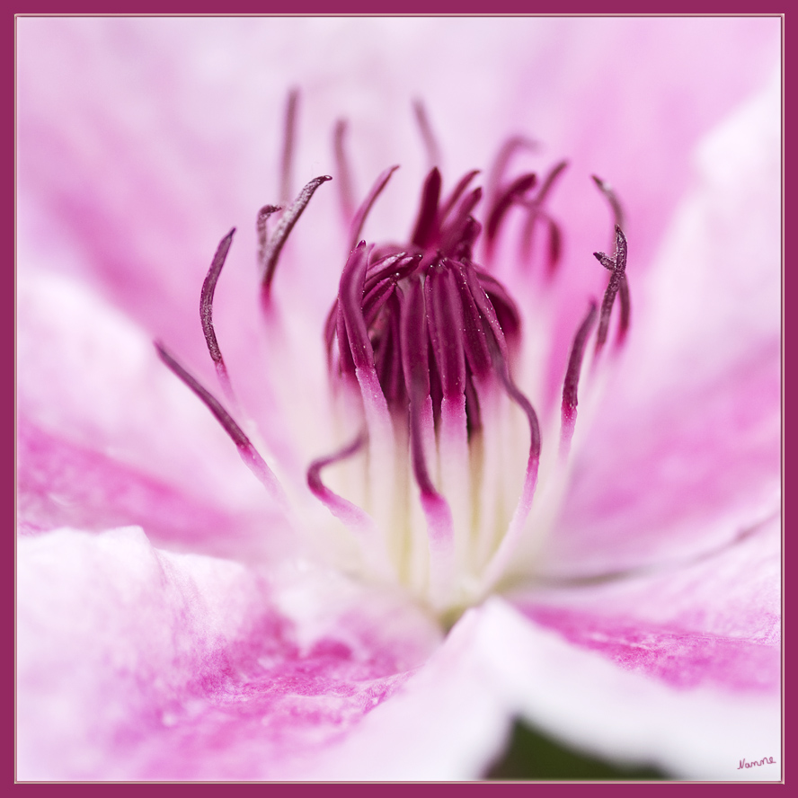 Nah heran
an das Innere einer Clematis
Schlüsselwörter: Clematis