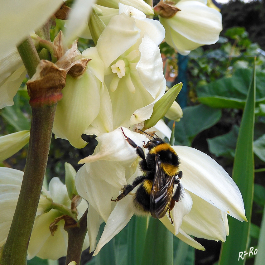 Dunkle Erdhummel
(Bombus terrestris) ist eine am häufigsten vorkommenden und auch größte Art der Hummeln. In der kommerziellen Hummelzucht ist diese wichtig. (lt. Wikipedia)
Schlüsselwörter: Hummel