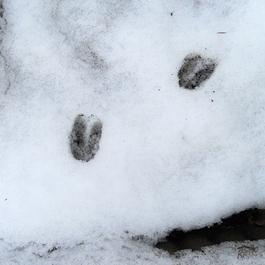 Spuren im Schnee
