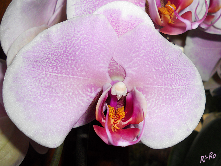 Blüte
einer Phalaenopsis (Nachtfalterorchidee) lt. Wikipedia 
Schlüsselwörter: Orchidee