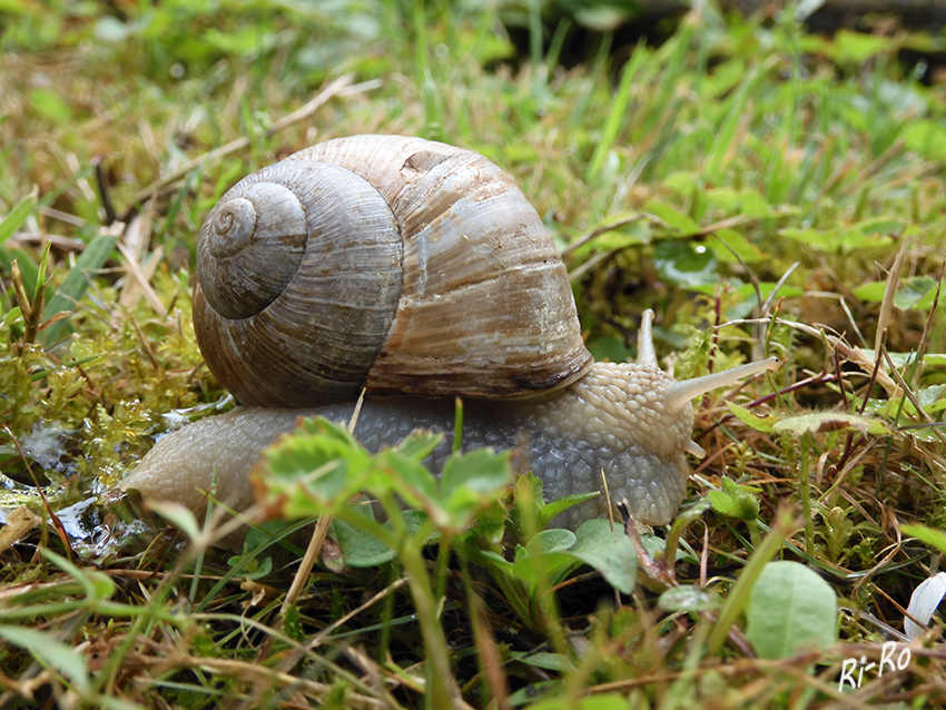 Die Weinbergschnecke
bildet ein schraubig gewundenes Gehäuse aus Kalk. Im Gegensatz zu anderen Schneckenarten ist sie fähig, sich verschiedenen Lebensbedingungen anzupassen. (lt. Wikipedia)
