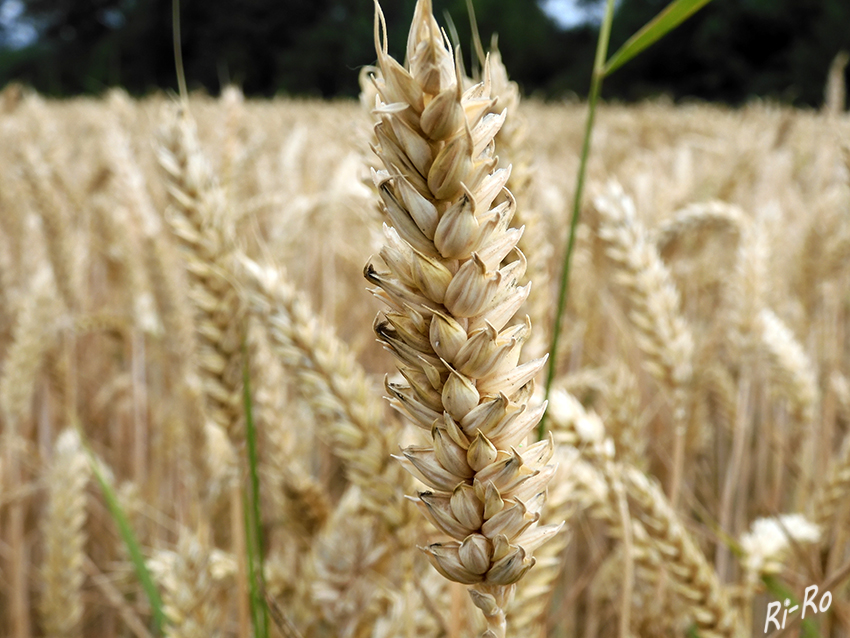 Weizenähre
Als Weizen wird eine Reihe von Pflanzenarten der Süßgräser der Gattung Triticum bezeichnet. Weizen stellt an Klima, Boden u. Wasserversorgung höhere Ansprüche als andere Getreidearten. (lt. Wikipedia)



