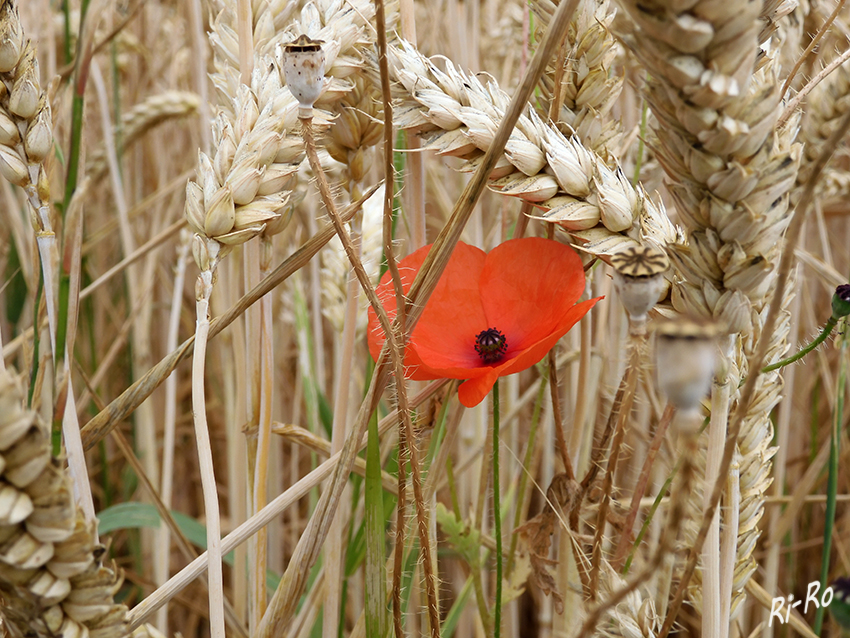 Mohnblüte im Weizenfeld
