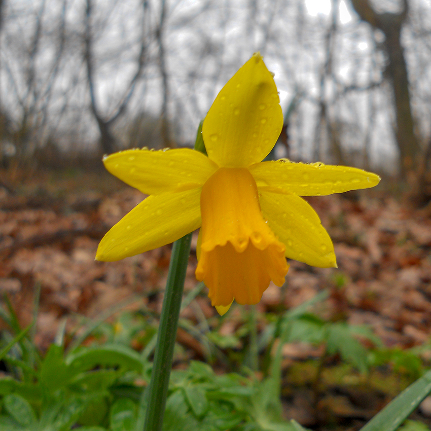 Naß im Wald
die Osterglocke, die auch Gelbe Narzisse genannt wird, ist eine der bekanntesten Frühlingsblumen. 26 Arten sind in Europa vertreten. Sie wächst auf feuchten, kalkarmen, leicht lehmigen Wiesen, hellen Wäldern und an Bachrändern.(lt. Natur-lexikon)
Schlüsselwörter: Osterglocke