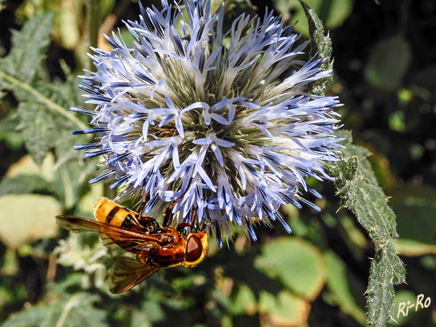 Schwebfliege an der Kugeldistel
Kugeldistel-Arten sind ausdauernde krautige Pflanzen. Als Überdauerungsorgane bilden sie Rhizome aus. Die Körbchen sind einblütig, besitzen eine zwittrige Röhrenblüte und sind von einer mehrreihigen Hülle umgeben. (lt. Wikipedia)
 
