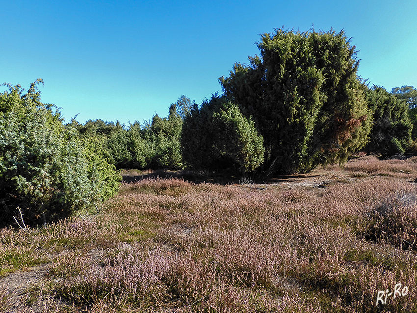 Der Methusalem der Heide
Wacholder ist zu jeder Jahreszeit sehenswert. Der Heide-Wacholder besitzt eine Ringelborke. (lt. wikipedia.org)


Schlüsselwörter: Herbst; Heide