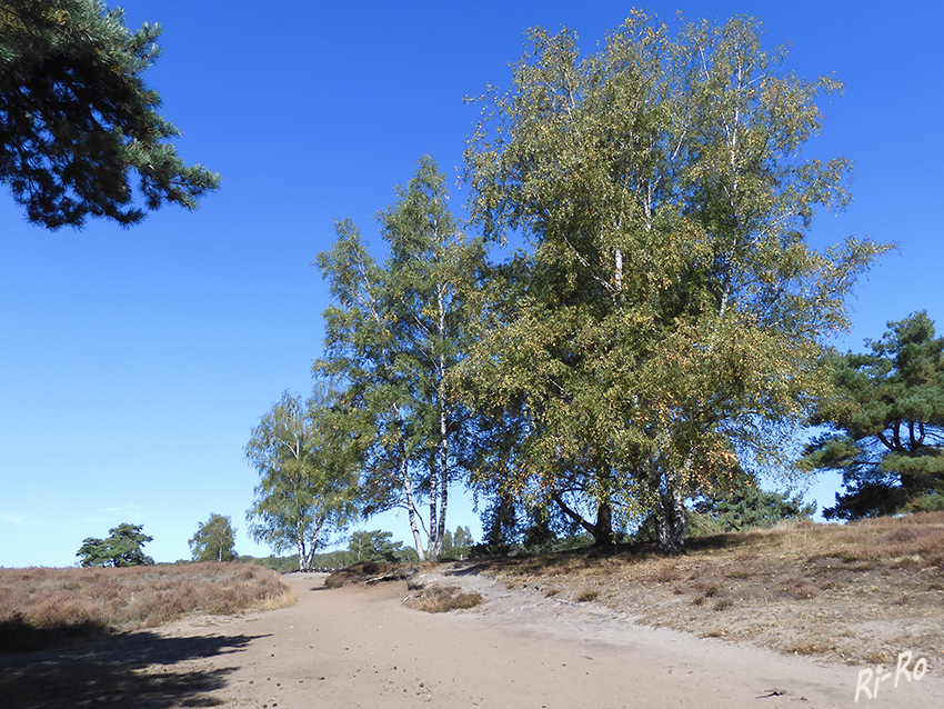 Birken
entlang des Weges in der Westruper Heide.
Schlüsselwörter: Herbst; Heide