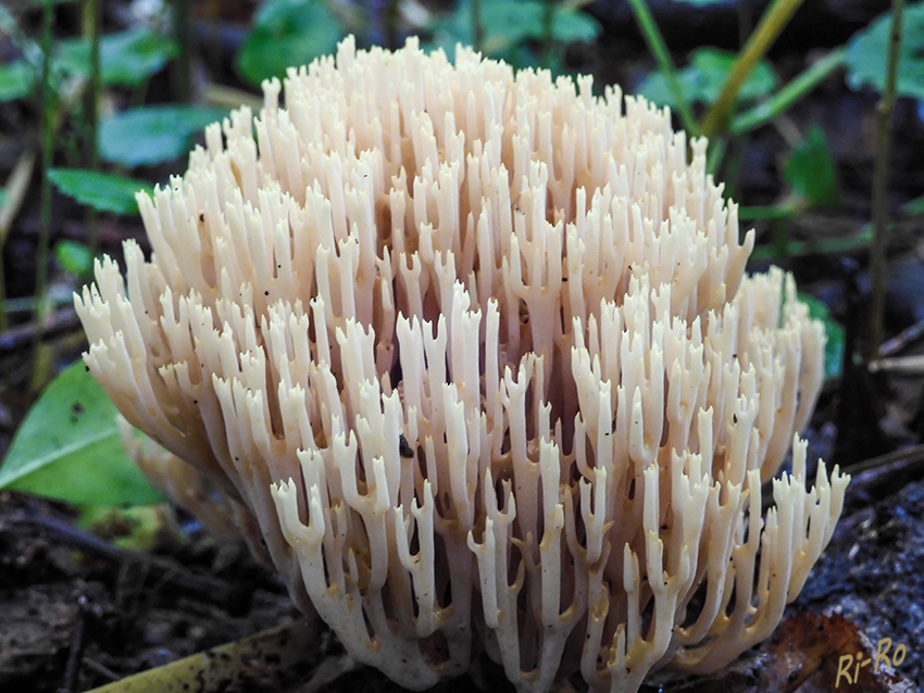 Korallenpilz
zu finden im Laubwald, gern bei Buchen, Fichten, auf kalkreichen Boden, Symbiosepilz, zu sehen im Sommer bis Herbst, sehr selten. Früher wurden alle goldgelben Korallen zusammengefasst als gelbe Korallen. lt.(123pilze.de)

 
Schlüsselwörter: Pilz; Pilze