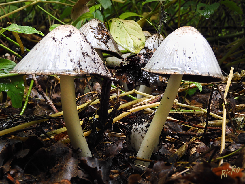 Pilze im Wald
Schlüsselwörter: Pilz; Pilze