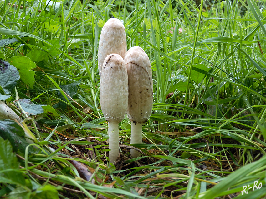 Schopftintling
steht von Mai – November oft in großen Trupps auf Rasenflächen u. Wiesen. Die herab tropfende tintenähnliche Flüssigkeit enthält die Sporen des Pilzes. Auf diese Weise verbreitet er sich.
Der Hut wird bis 18 cm hoch u. 6 cm breit, zylindrisch bis walzenförmig. (lt.natur-lexikon.com)



Schlüsselwörter: Pilz; Pilze