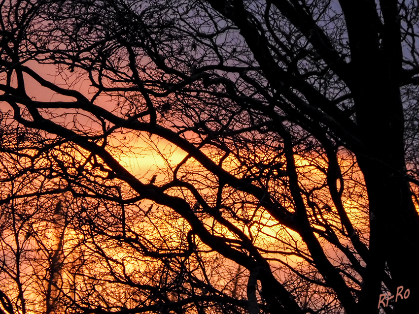 Farbenspiel in den Ästen
Sonnenuntergang im Dezember.
