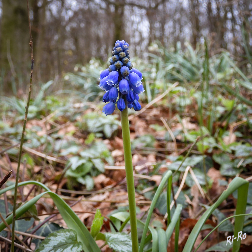 Einzelne Blüte im Wald
Perlhyazinthen gehören zu den wenigen Pflanzen mit echten blauen Blüten. Für Bienen, Hummeln und viele andere Insekten bietet die blaue Schönheit eine erste Nahrungsquelle (lt. gartenzauber.com)

 
Schlüsselwörter: Traubenhyazinthe