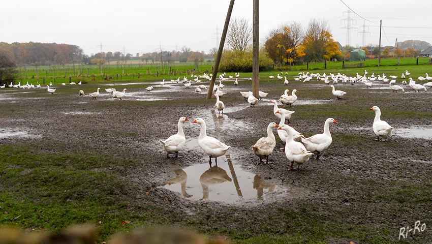 Gänsemeeting
Schlüsselwörter: Gänse