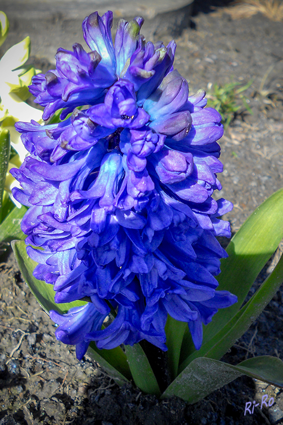 Hyazinthe
Hyazinthen : Hyacinthus-Arten sind ausdauernde krautige Pflanzen. Die Zwiebeln dieser Geophyten sind gedrungen und von fleischigen Schuppen umgeben. Die glänzend grünen Laubblätter, die gleichzeitig mit den Blüten erscheinen, sind schmal und streifenartig. Die Blüten drängen sich auf kurzentraubigen Blüten



Schlüsselwörter: Hyazinthen, blau