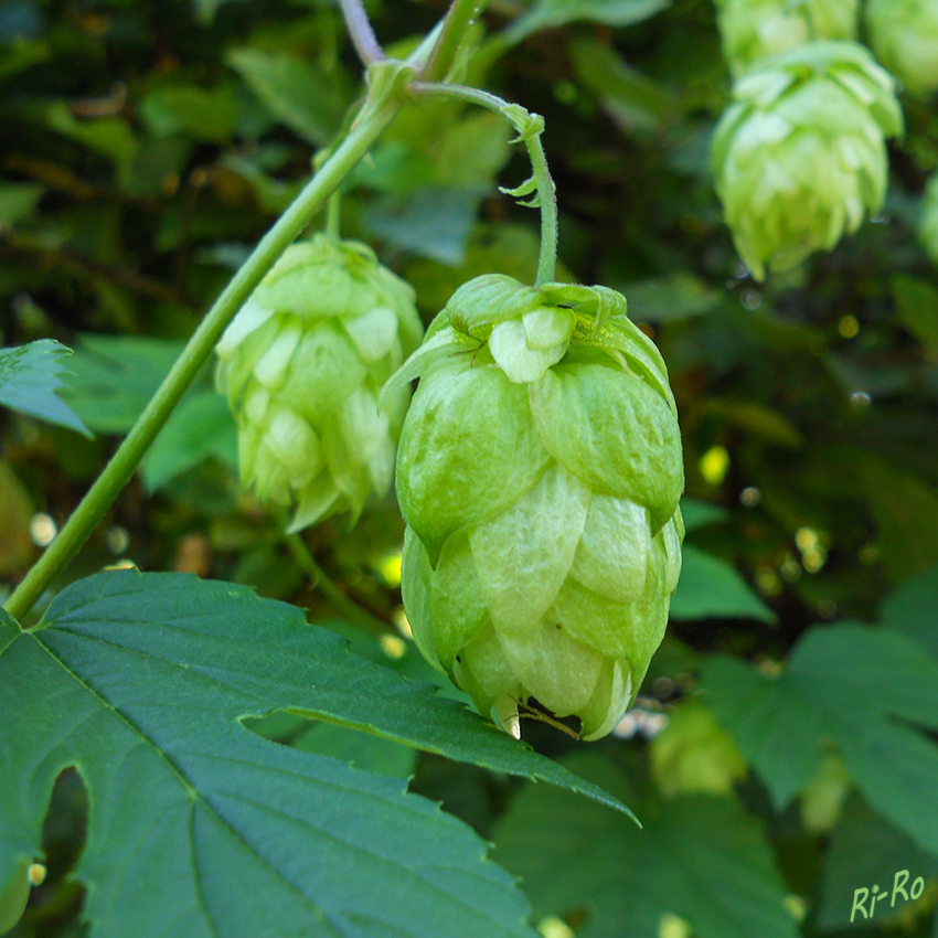 Hopfen
(Humulus) ist eine Kletterpflanze der Hanfgewächse.
Die weiblichen Blüten stehen in zapfenförmigen, ährigen zymösen Blütenständen zusammen. Die männlichen Blüten in lockeren u. rispigen Blütenständen. (lt. Wikipedia)
Schlüsselwörter: Hopfen