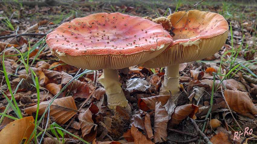 Fliegenpilze
Schlüsselwörter: Pilz, Pilze