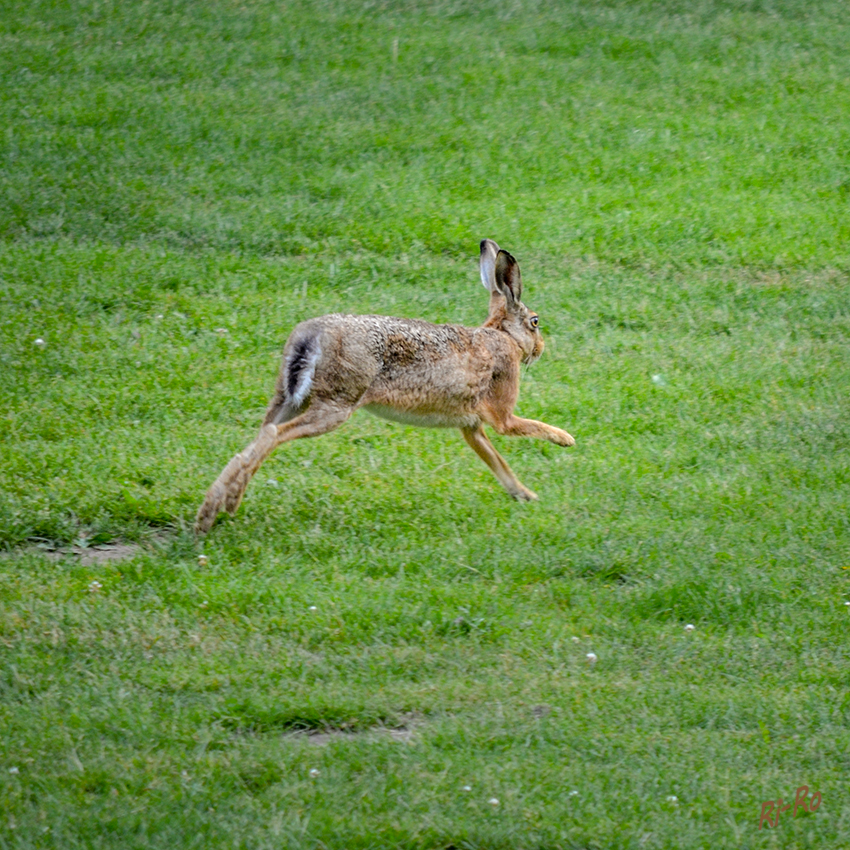 Feldhase
wissenschaftlicher Name: Lepus europaeus
Er lebt als Einzelgänger
Schlüsselwörter: Feldhase