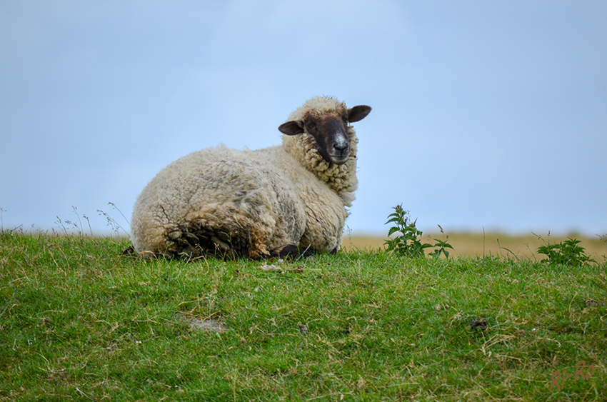 Schwarzkopfschaf
diese Züchtung kam Ende des 18. Jahrhunderts aus England.
Schlüsselwörter: Nordsee, Schafe