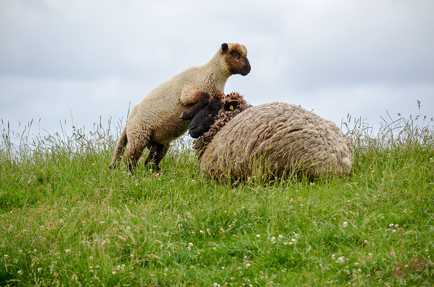Spiel mit mir
Schafe sind Säugetiere aus der Gruppe der Ziegenartigen.
Schlüsselwörter: Nordsee, Schafe