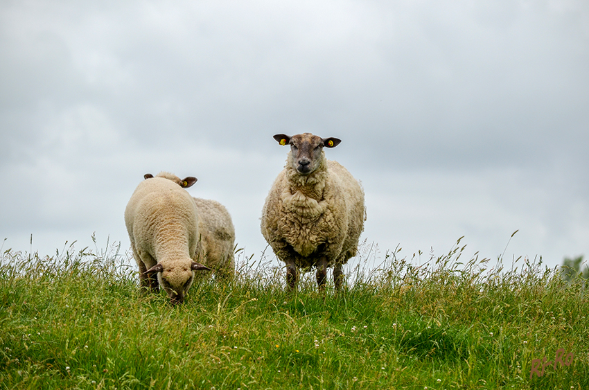 Schafe
(Ovis) übernehmen an der Nordseeküste die Deichpflege. Mit ihrem tiefen Biss halten sie die Grasnabe kurz. Durch die Tritte der Tiere verfestigt sich die Nabe.
Schlüsselwörter: Nordsee, Schafe