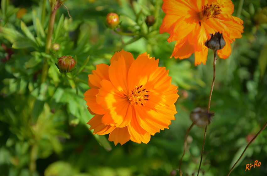 Blüten
Schlüsselwörter: Orange, Blüte