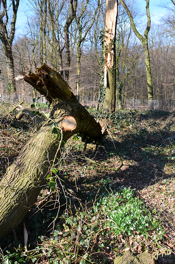 Vom Sturm gespalten
Schlüsselwörter: Baum, Sturm