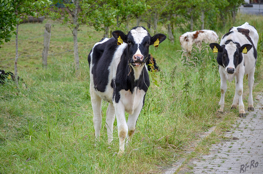 Schwarzbunte-Kälber  
Fleckvieh ist eine großwüchsige, kräftige Rinderrasse.
Schlüsselwörter: Kühe