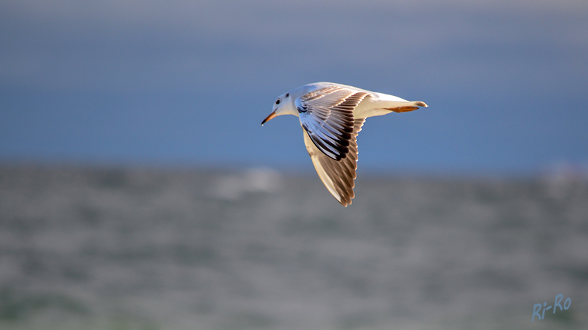 Lachmöwe im Flug
Schlüsselwörter: Ostsee, Möwe