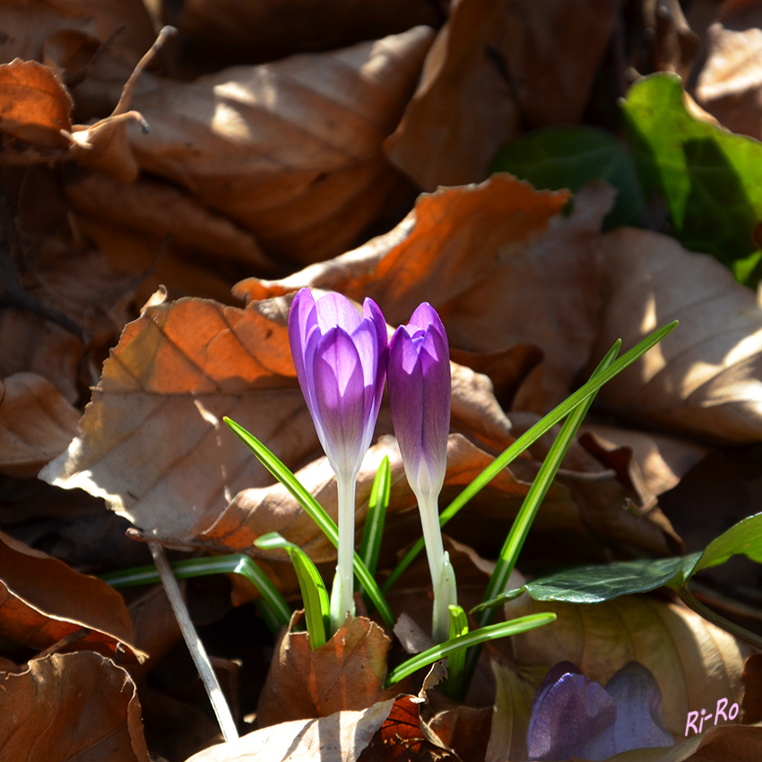 Zwei im Laub
Krokus 
Schlüsselwörter: Krokus