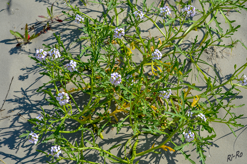 Strandblumen
Schlüsselwörter: Nordsee, Küste