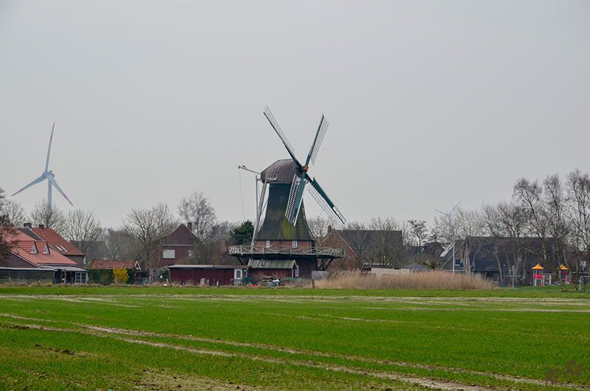 Mühle in Westerbur
Einstöckiger Galerieholländer von 1870 mit Steert.
Schlüsselwörter: Windmühle, Nordsee