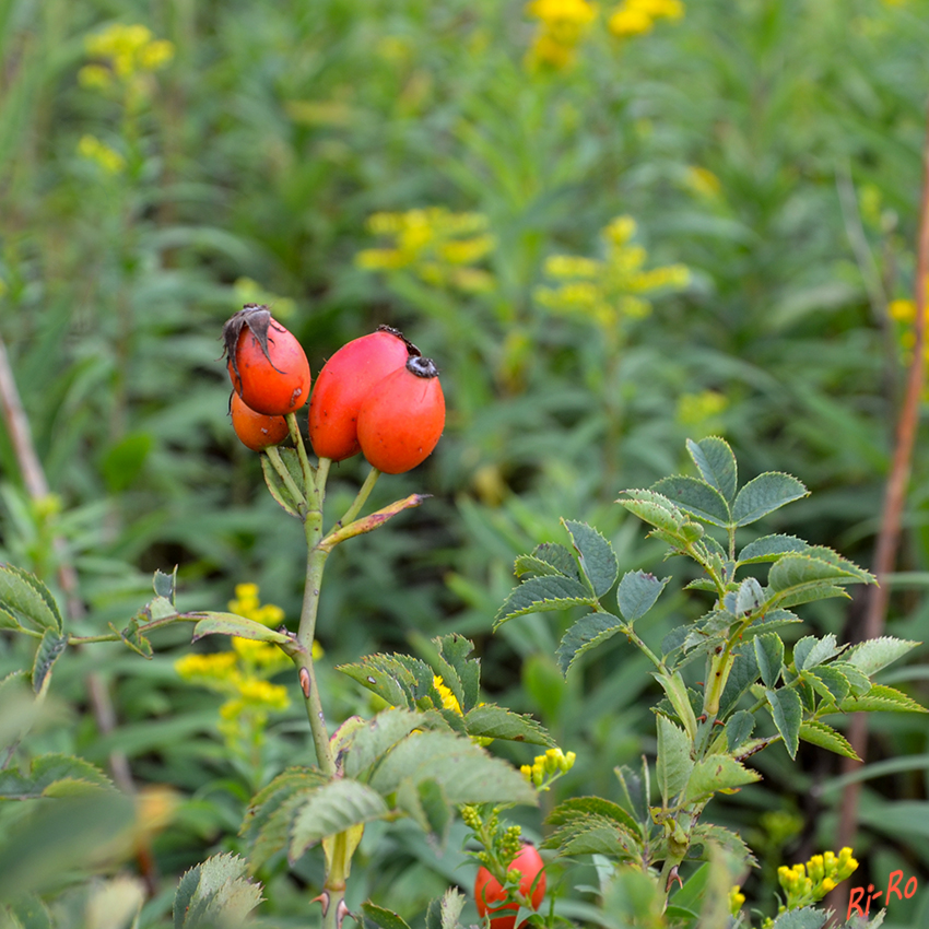 Hagebutten
Die Früchte der Rosen, sind im Herbst u. Winter wichtige Nahrungsquellen für Tiere aller Art. Sie eignen sich hervorragend für herbstliche Dekorationen. (lt. mein-schoener-garten.de)



Schlüsselwörter: Hagebutten