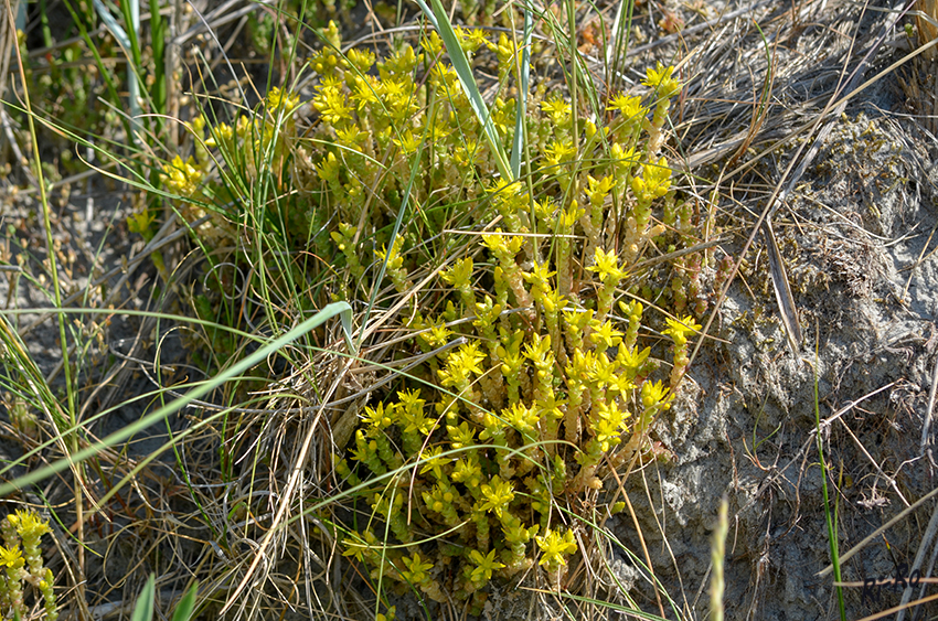 Strandblumen
Schlüsselwörter: Nordsee, Küste