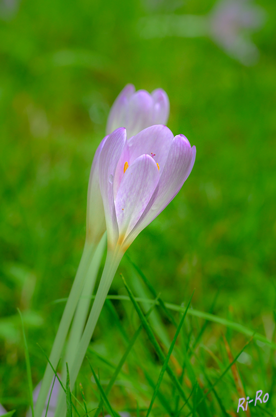 Herbstzeitlose
(Colchicum autumnale) ist die bekannteste Pflanzenart aus der Familie der Zeitlosengewächse. Die heimische Knollenpflanze wächst auf frischen bis feuchten, nährstoffreichen Wiesen sowie in lichten Auwäldern. (lt. mein-schoener-garten.de) 
Schlüsselwörter: Herbstzeitlose