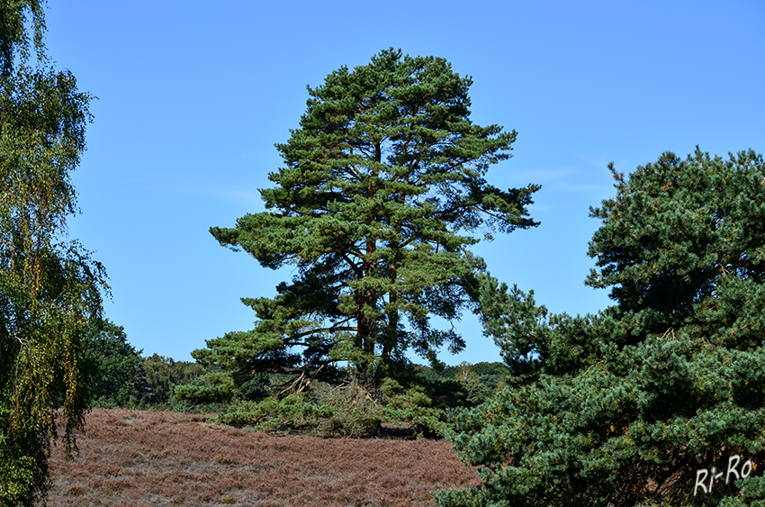 Heidelandschaft im Herbst
Die Westruper Heide ist ein Naturschutzgebiet in Haltern am See zwischen dem Halterner Stausee und dem namensgebenden Ortsteil Westrup. Sie liegt unweit der Haard . Das größte Zwergstrauchheidegebiet Westfalens. (lt. wikipedia.org)
Schlüsselwörter: Herbst; Heide