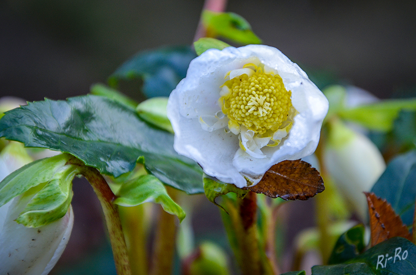 Christrose
rund um die Weihnachtszeit bringen sie Glanz in die Gärten. Sie gehören zu den wenigen Pflanzen, die selbst bei Eis und Schnee blühen. (lt. ndr-ratgeber-garten) 
