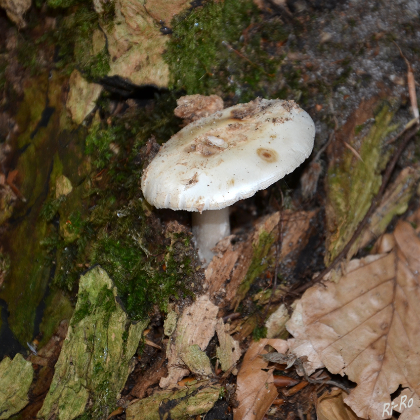 Versteckt
Schlüsselwörter: Pilz, Pilze