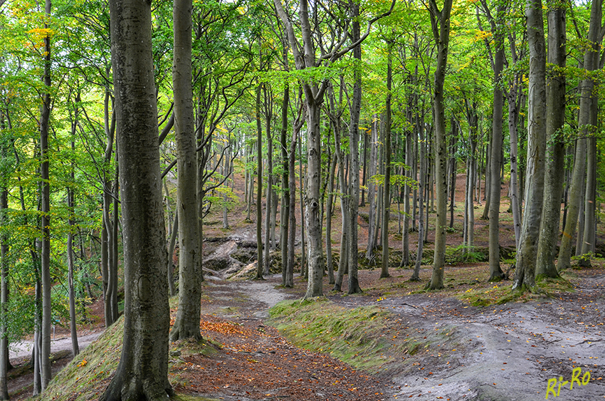 Hochuferweg
mit Buchen und Traubeneichen, im 982 ha großen Waldgebiet Granitz, liegt im Südosten Rügens.
Schlüsselwörter: Ostsee,Granitzwald