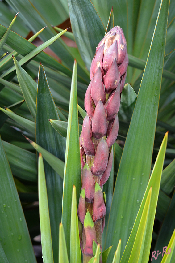 Blüte im Dezember
Die Palmlilien sind eine Pflanzengattung aus der Familie der Spargelgewächse. Davon sind zahlreiche bis zu Temperaturen von minus 20 °C und mehr frosthart. In rispigen Blütenständen stehen viele Blüten zusammen. (lt.gartenjournal)
